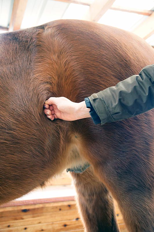 Bauchspannung überprüfen: Besteht irgendeine Verspannung, fühlt sich die Bauchdecke hart und unnachgiebig an.